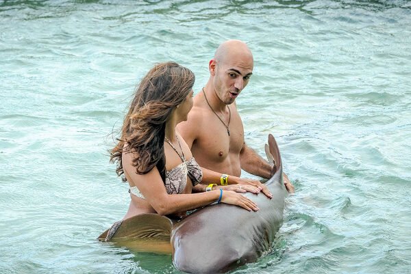 Shark Encounter Ocho Rios