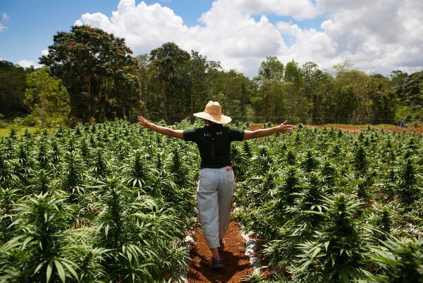 Cannabis 'Seed to Store' Experience