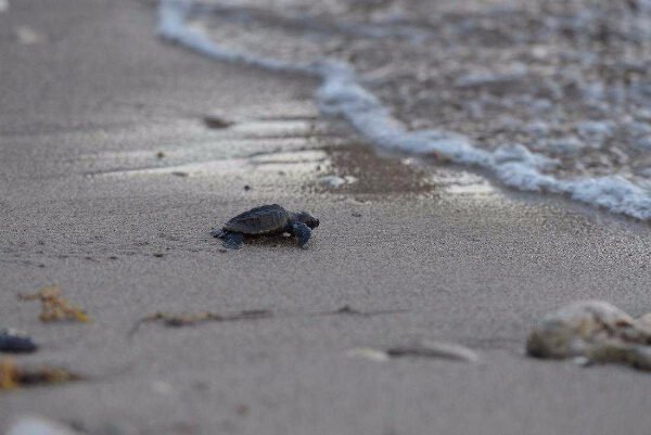 Turtle Watching Experience Ocho Rios